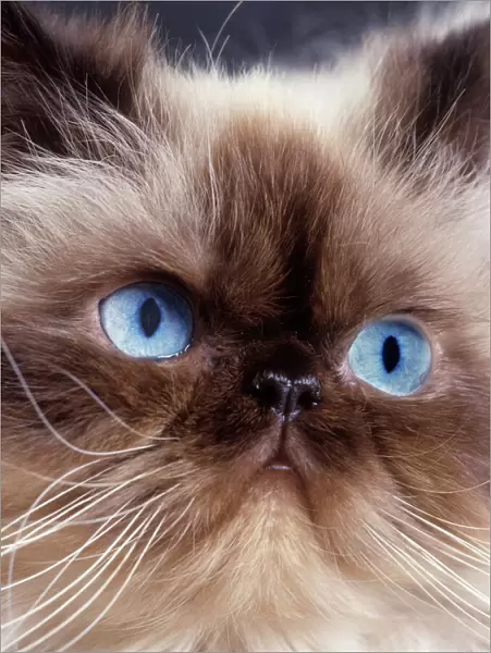 Cat - Persian Chocolate Point - close-up of face