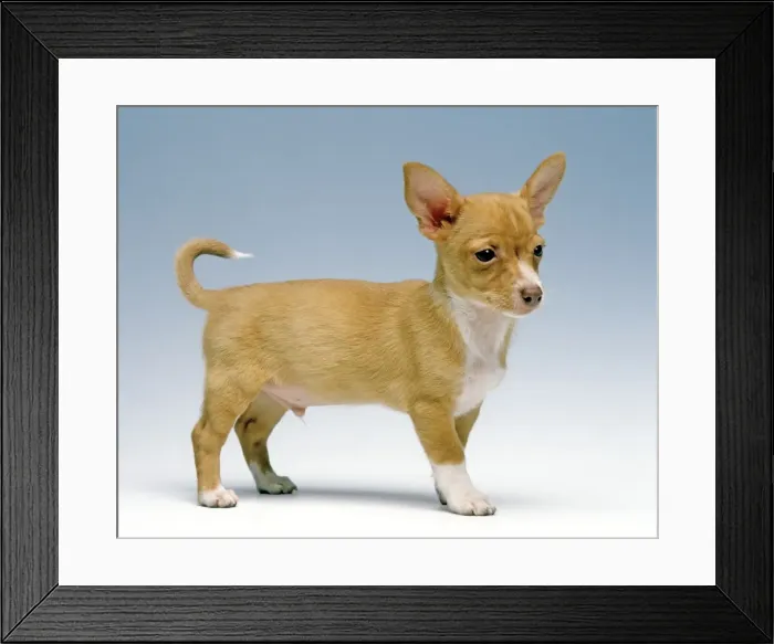 Framed Print : Dog - Ibizan Hound  /  Podenco Ibicenco