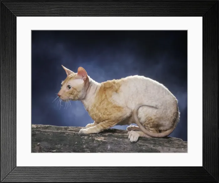Framed Print : Cat - Rex cornish - red & white bicolour Framed Print : Cat - Rex cornish - red & white bicolour