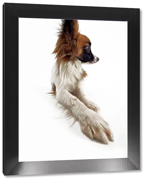 Dog - Continental Toy Spaniel: Papillon. In the USA the Papillon is not distinguished from the Phalene