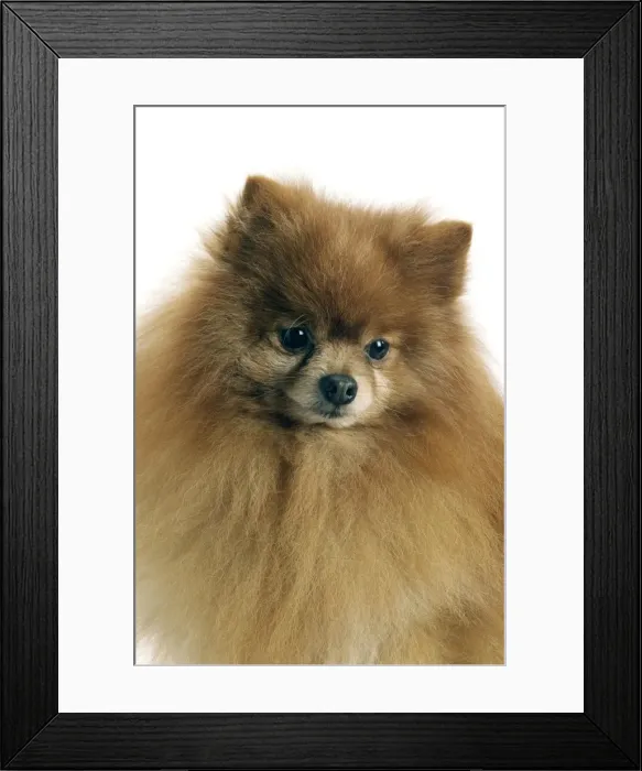 Framed Print : Dog - Pomeranian / dwarf German Spitz Framed Print : Dog - Pomeranian / dwarf German Spitz