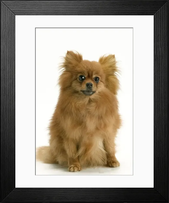 Framed Print : Dog - Pomeranian  /  dwarf German Spitz