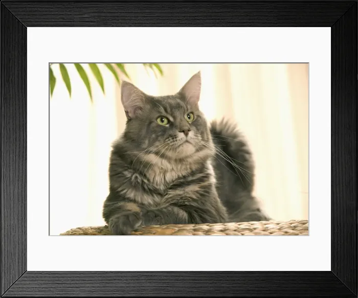 Framed Print : Cat - Maine Coon Framed Print : Cat - Maine Coon