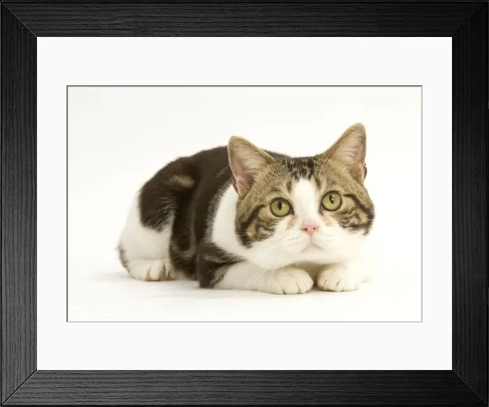 Framed Print : Cat - American shorthair white brown tabby Framed Print : Cat - American shorthair white brown tabby