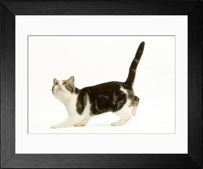 Framed Print : Cat - American shorthair white brown tabby, crouching