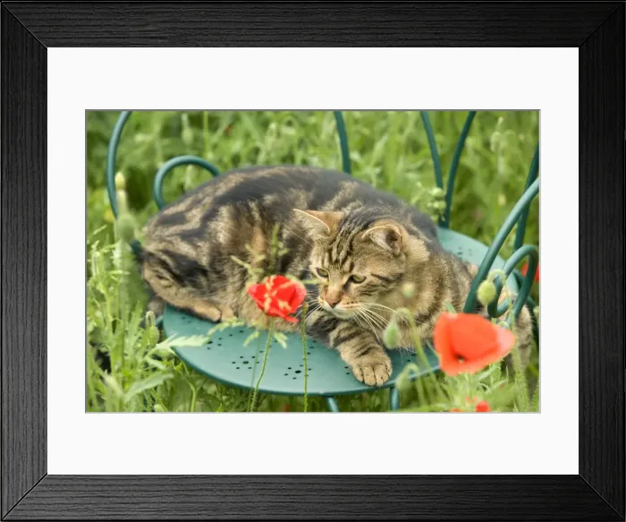 Framed Print : Cat - lying on chair in garden Framed Print : Cat - lying on chair in garden