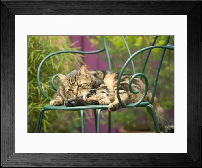 Framed Print : Cat - lying on chair in garden, grooming Framed Print : Cat - lying on chair in garden, grooming