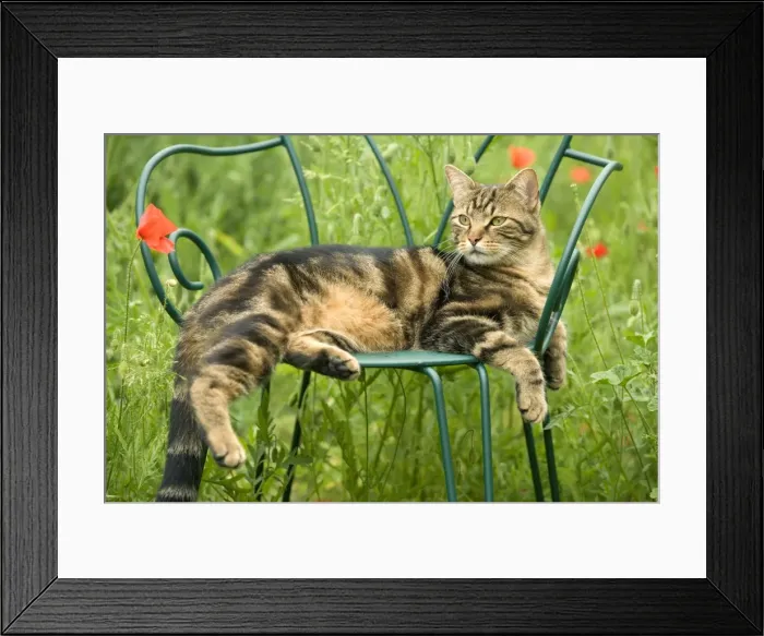 Framed Print : Cat - lying on chair in garden Framed Print : Cat - lying on chair in garden
