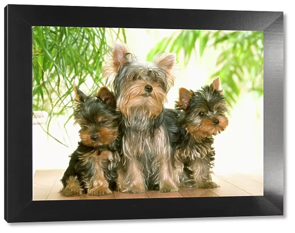 Dog - thre Yorkshire Terrier, adult & two puppies