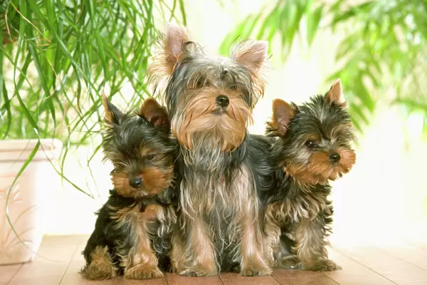 Dog - thre Yorkshire Terrier, adult & two puppies