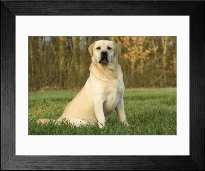 Framed Print : Dog - Labrador Framed Print : Dog - Labrador