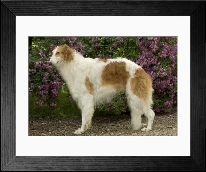 Framed Print : DOG - Borzoi / Russian Wolfhound Framed Print : DOG - Borzoi / Russian Wolfhound