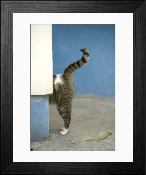 Framed Print : Cat - back & tail Framed Print : Cat - back & tail