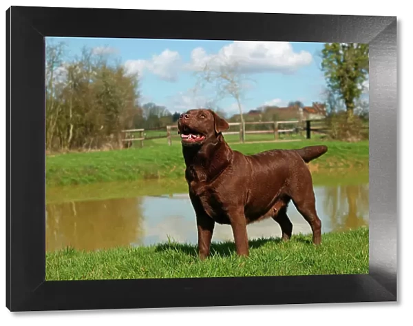 Dog - Chocolate Labrador Retriever
