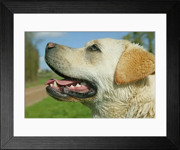 Framed Print : Dog - Labrador Retriever Framed Print : Dog - Labrador Retriever