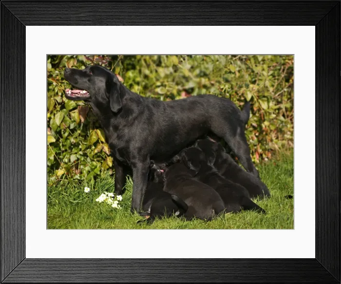 Framed Print : Dog - Black Labrador Retriever with puppies suckling Framed Print : Dog - Black Labrador Retriever with puppies suckling