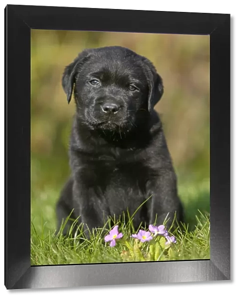 Dog - Black Labrador Retriever puppy