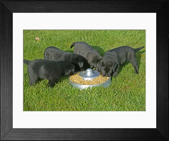 Framed Print : Dog - Black Labrador Retriever puppies eating Framed Print : Dog - Black Labrador Retriever puppies eating