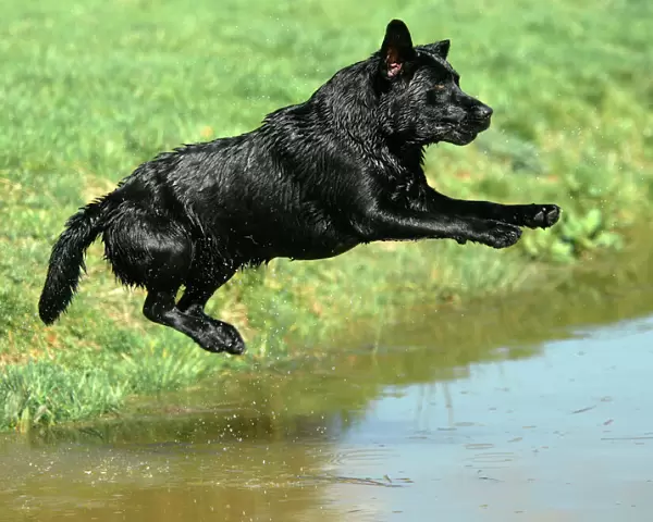 Dog - Black Labrador Retriever jumping into water