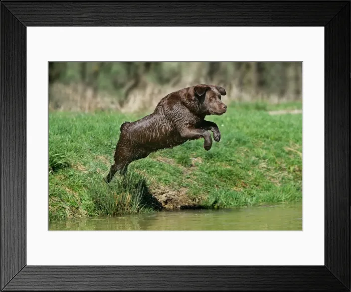Framed Print : Dog - Chocolate Labrador Retriever jumping into water Framed Print : Dog - Chocolate Labrador Retriever jumping into water