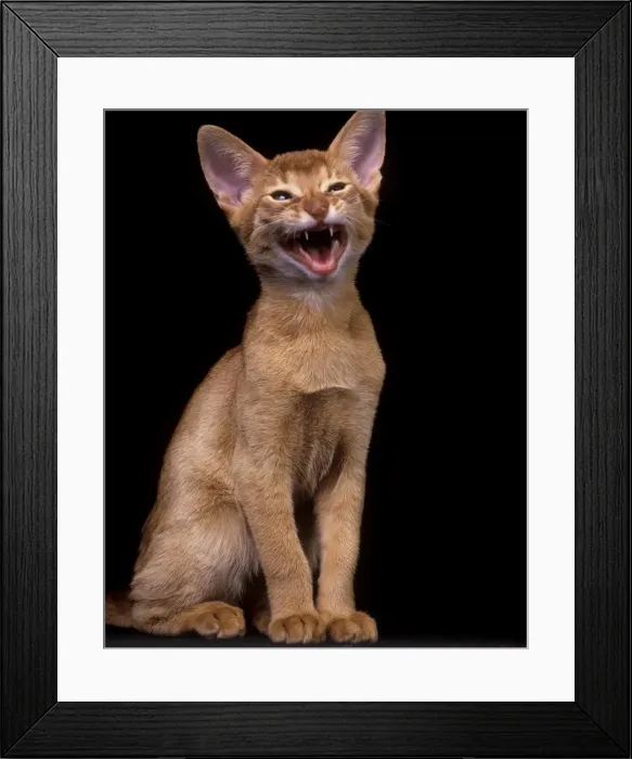 Framed Print : Cat - Red Abyssinian Framed Print : Cat - Red Abyssinian