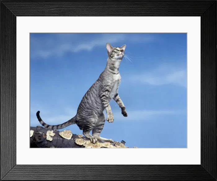 Framed Print : Cat - Oriental silver tabby Framed Print : Cat - Oriental silver tabby