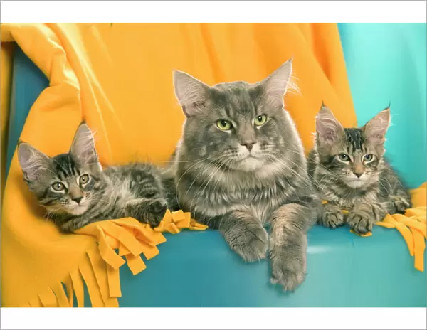 Cat - Maine Coon adult and two kittens
