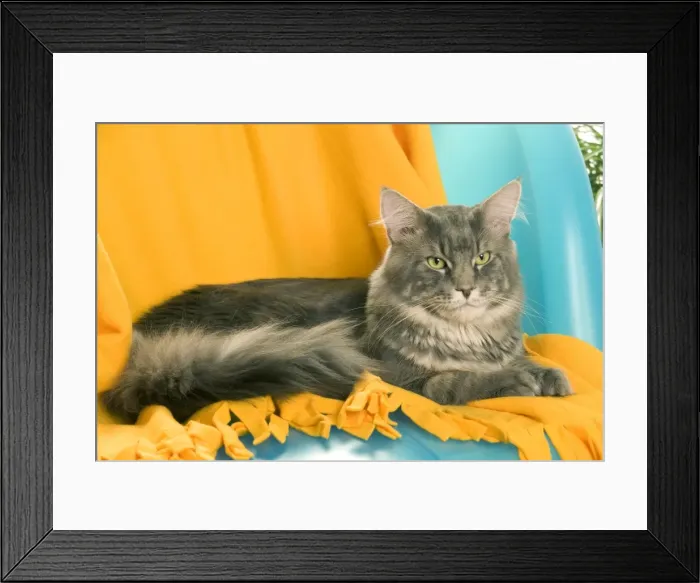 Framed Print : Cat - Maine Coon adult Framed Print : Cat - Maine Coon adult