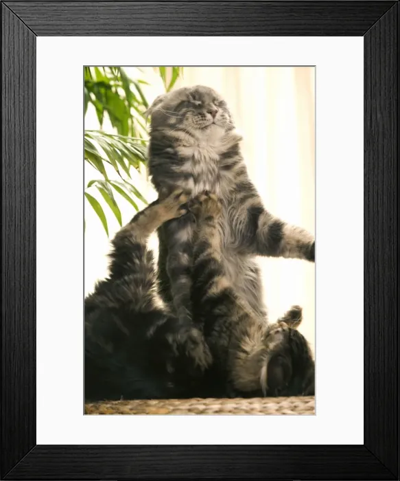 Framed Print : Cat - two Main Coon cats playing Framed Print : Cat - two Main Coon cats playing