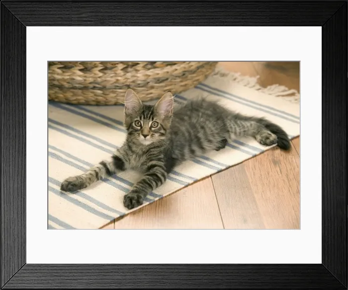 Framed Print : Cat - Main Coon kitten lying on floor Framed Print : Cat - Main Coon kitten lying on floor