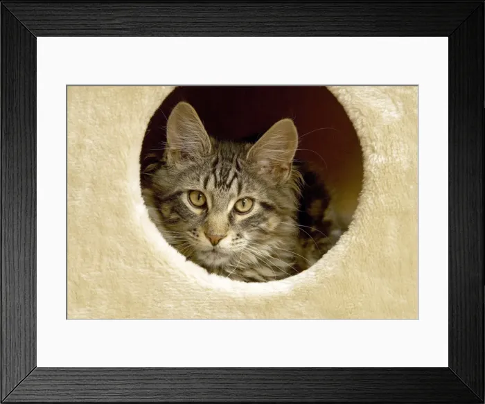 Framed Print : Cat - Main Coon looking out of cat house Framed Print : Cat - Main Coon looking out of cat house