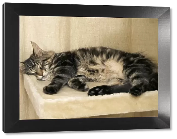 Cat - Main Coon sleeping on cat bed