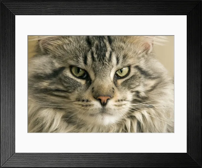 Framed Print : Cat - Main Coon close-up of face Framed Print : Cat - Main Coon close-up of face