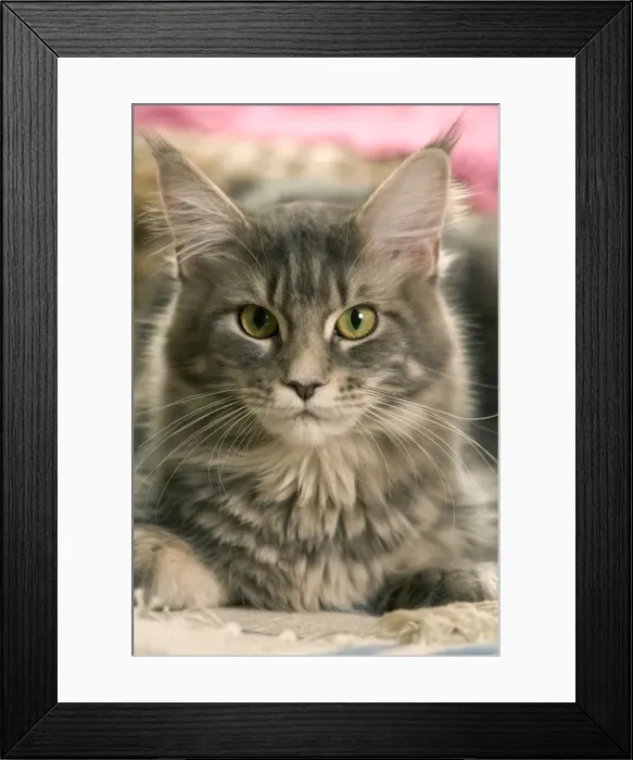 Framed Print : Cat - Main Coon close-up Framed Print : Cat - Main Coon close-up