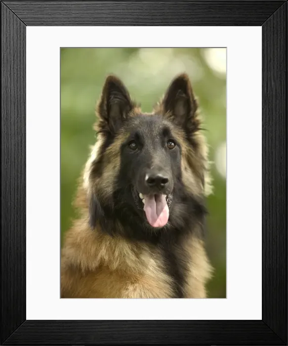 Framed Print : Dog - Tervueren / Belgian Shepherd Dog / Belgian Tervueren. Also known as Chien de Berger Belge Framed Print : Dog - Tervueren / Belgian Shepherd Dog / Belgian Tervueren. Also known as Chien de Berger Belge