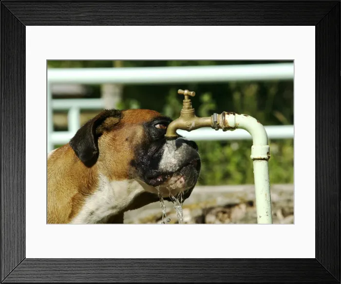 Framed Print : Dog - Boxer drinking from outside tap Framed Print : Dog - Boxer drinking from outside tap