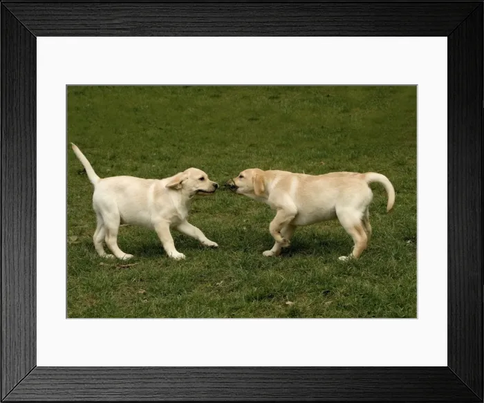 Framed Print : Dog - two Golden Labrador Retreiver puppyies playing with stick Framed Print : Dog - two Golden Labrador Retreiver puppyies playing with stick
