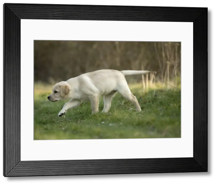 Framed Print : Dog - Golden Labrador Retreiver puppy exploring outside Framed Print : Dog - Golden Labrador Retreiver puppy exploring outside