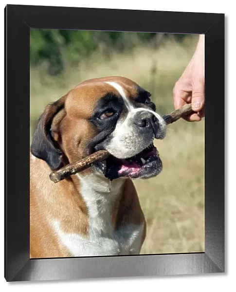 Dog - Boxer holding stick in mouth