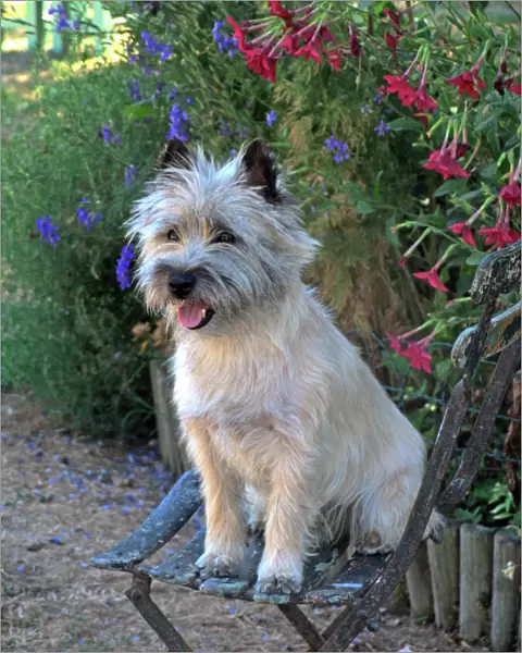 Dog - Cairn Terrier sitting on chair