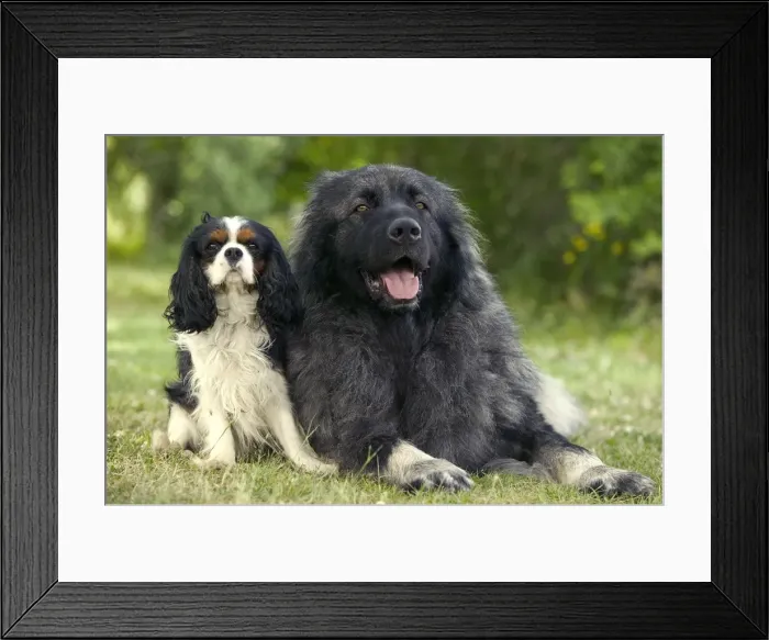Framed Print : Dog - Cavalier King Charles Spaniel with Yugoslavian Shepherd Dog / Sarplaninac Framed Print : Dog - Cavalier King Charles Spaniel with Yugoslavian Shepherd Dog / Sarplaninac