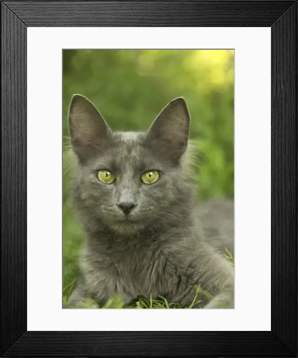 Framed Print : Cat - Turkish Angora Framed Print : Cat - Turkish Angora