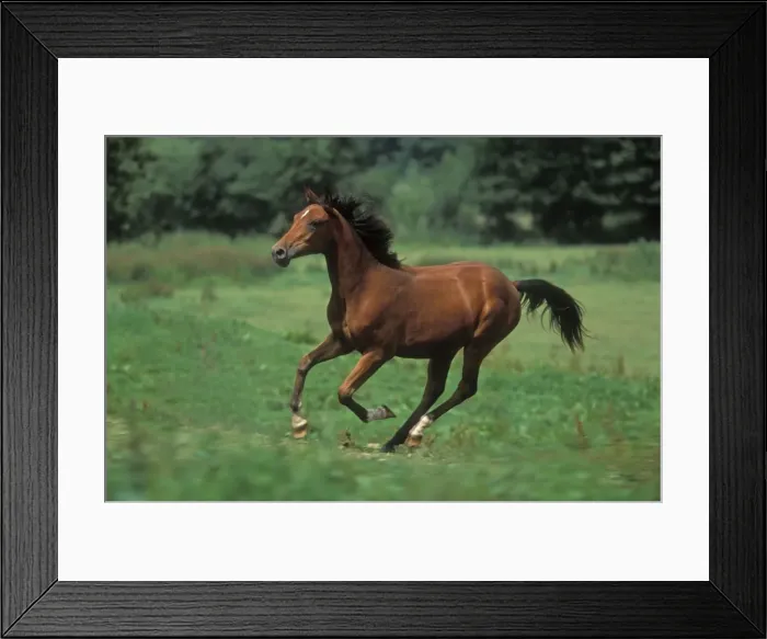 Framed Print : Horse - Pure Blood Arab, galloping Framed Print : Horse - Pure Blood Arab, galloping