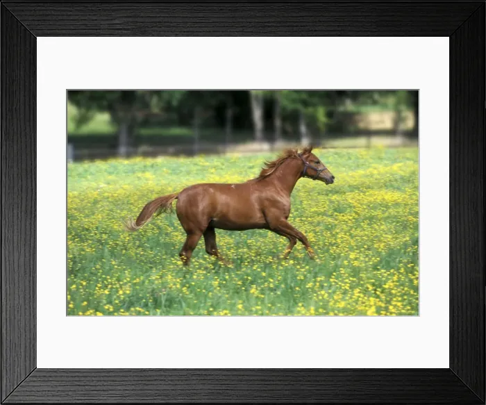 Framed Print : Horse - galloping through meadow Framed Print : Horse - galloping through meadow