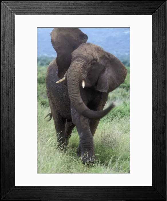 Framed Print : African Elephant - swinging trunk Framed Print : African Elephant - swinging trunk