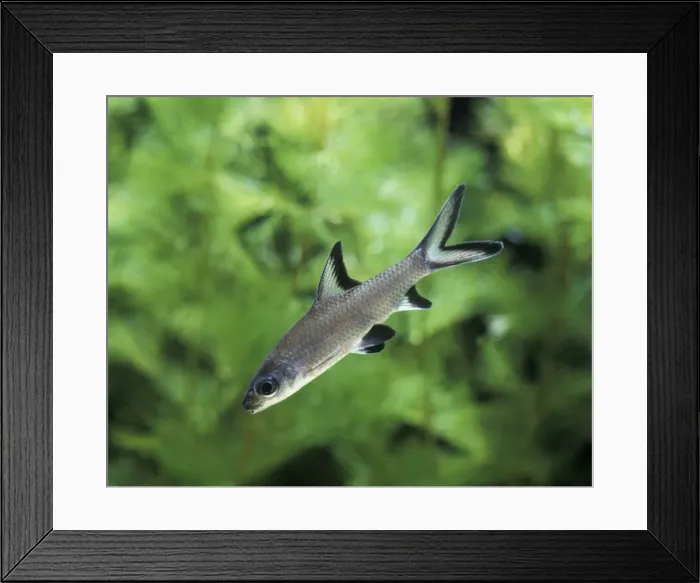 Framed Print : Aquarium - with Bala Shark. Dist: Sumatra, Thailand, Borneo Framed Print : Aquarium - with Bala Shark. Dist: Sumatra, Thailand, Borneo