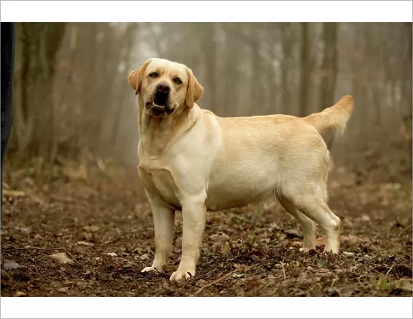 Labrador - standing in woodland