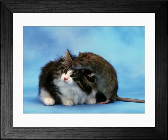 Framed Print : Cat - with rat climbing on cat's head