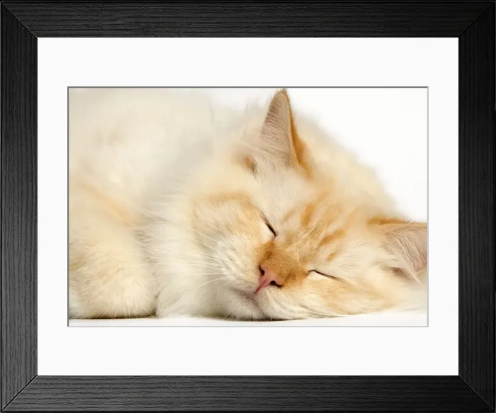 Framed Print : Cat - Red Tabby sleeping Framed Print : Cat - Red Tabby sleeping