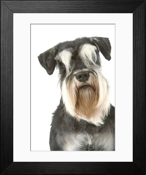 Framed Print : Dog - Schnauzer Framed Print : Dog - Schnauzer